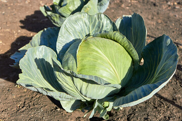 A maturing large head of white cabbage on the farm. Side view. Autumn harvest. The theme of farming, gardening, food and harvest.