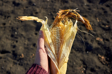 The hand holds a ripe golden cob of sweet yellow corn. Autumn harvest. The theme of farming, gardening, food and harvest.