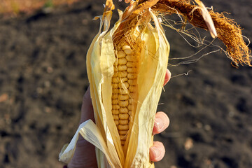 A hand holds a ripe golden cob of sweet yellow corn against the background of the ground. Autumn harvest. The theme of farming, gardening, food and harvest.
