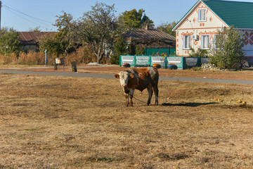 A young domestic bull grazes on the lawn in autumn. The topic of cattle breeding.