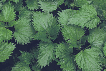 Naklejka na ściany i meble young nettle grows in bunch, top view