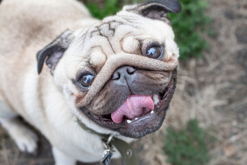 portrait of a dog in close-up. A beautiful happy pug on a walk looks at the camera