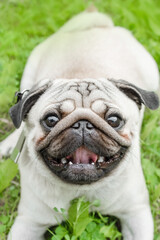 portrait of a dog in close-up. A beautiful happy pug on a walk lies on the grass, smiles and looks at the camera