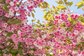 Prunus serrulata Kanzan Detail Blüte vor blauem Himmel