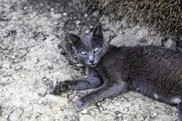 Street abandoned cats