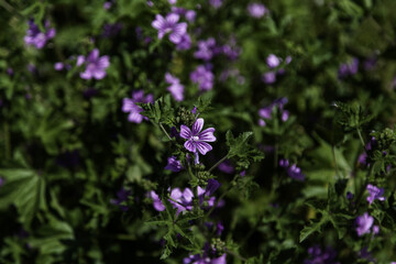 Violet flowers in the field