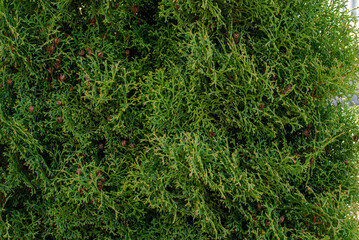 Green coniferous ornamental tree grows in the grass in the garden