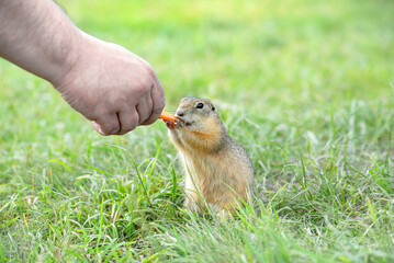 Naklejka na ściany i meble cute gopher eats a carrot from a man's hand in nature