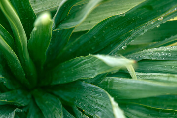 Green yucca leaves with raindrops. View from above. Natural macro background for design.