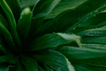 Dark green yucca leaves with raindrops. View from above. Dark natural macro background for the design.