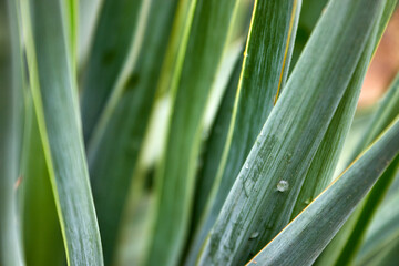 Green-blue yucca leaves close-up after the rain, side view. Natural background for design. Focus on the foreground.