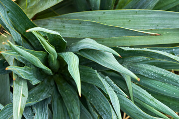 Juicy green-blue yucca leaves close-up after the rain, top view. Natural background for design.