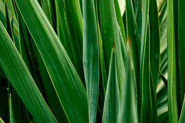 Juicy green yucca leaves close-up after a light rain, side view. Natural background for design. - Powered by Adobe