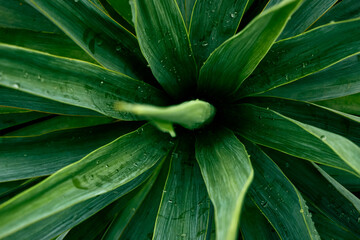 The core of the yucca palm after the rain close-up. Dark natural macro background.