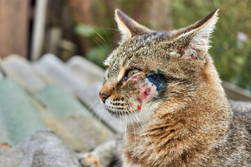 Mongrel disgruntled cat with a bitten cheek, side view. The wound is treated. The topic of diseases of pets and veterinary medicine.