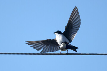 Tree Swallows flying and mating