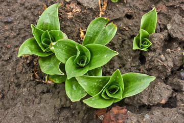 Four small growing hosts after the rain. Drops of water on juicy green leaves. The theme of the garden, the vegetable garden. Natural background.