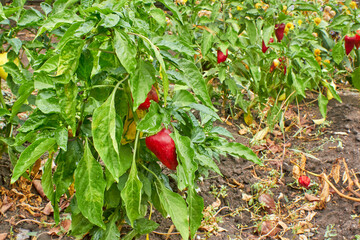 A bed of ripening Bulgarian pepper after a rain in autumn. Pepper bushes in drops of water. The theme of gardening and farming.