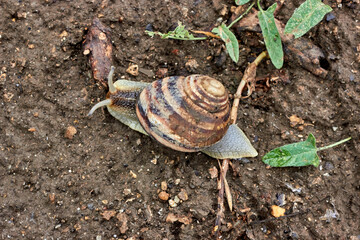 A snail with a dirty shell slowly crawls on the damp ground, branches, stones. fauna, invertebrates.