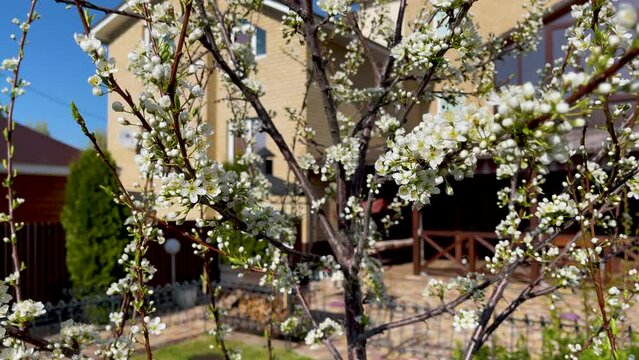 Slow panning over the beautiful white flowers of a flowering plum tree. Spring flowering of fruit trees. Lots of beautiful plum branches with white buds and green leaves, taken close-up.