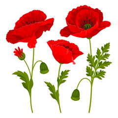 Red poppy flowers, leaves and poppy seed pods. Cartoon drawings set. Vector illustration.