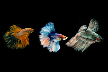 motion of betta fish. fighting fish isolated on black background.betta fish.siamese.multi color fighting fish.