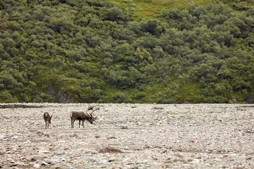 Photo sur Plexiglas Denali Caribou, Denali National Park