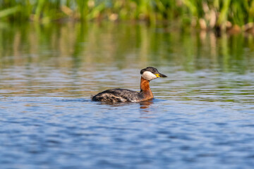 Red-necked grebe - Podiceps grisegena - swimming in blue water with green vegetation on background. Photo from Milicz Ponds in Poland.