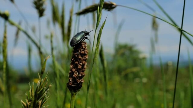d&eacute;placement d'un insecte 