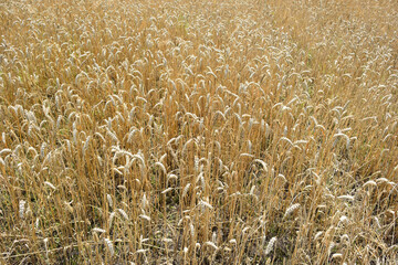 Wheat field with spikelets, closeup view, background - 504781646
