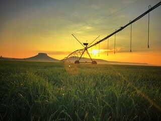 Automated irrigation system, at sunrise. Mexican corn field. Food irrigation