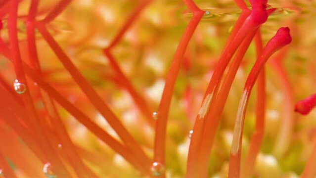 A brilliant flower .Stock footage. The water in which the orange flower is enveloped and they are taken close-up