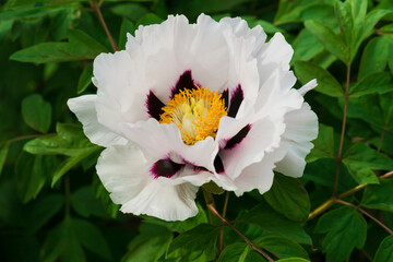 Blooming white  tree peony close-up. Floral background.