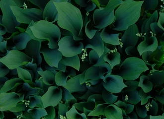 Fototapete Dark green lily of the valley. Fibonacci spiral in nature. Top view. Selective focus. © Ganna Zelinska