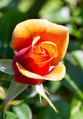 Beautiful orange rose on in the garden. Macro, closeup.