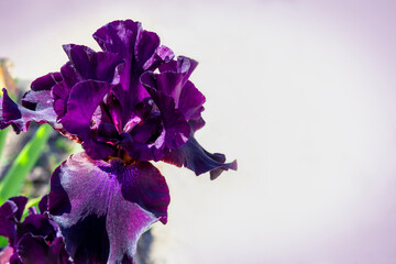 Dark purple iris with velvety petals. Lilac color vignette. Iris germanica - L. Close-up, copy space. Purple flower. Floriculture, spring
