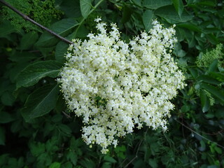 Holunderblüte