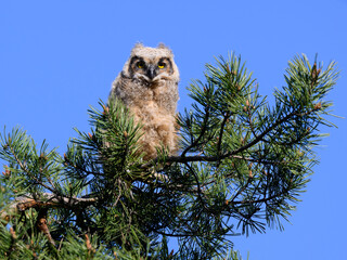 Great Horned Owl Owlet sitting on pine tree branch on blue sky, portrait