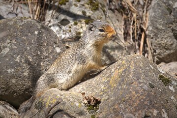 Cute ground squirrel stands on a small rock.