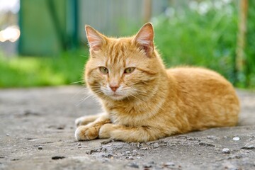Fototapeta premium Large adult red shorthair cat lying resting outdoor, rustic view