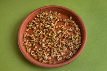 Sprouted wheat grains with sprouts and roots.
