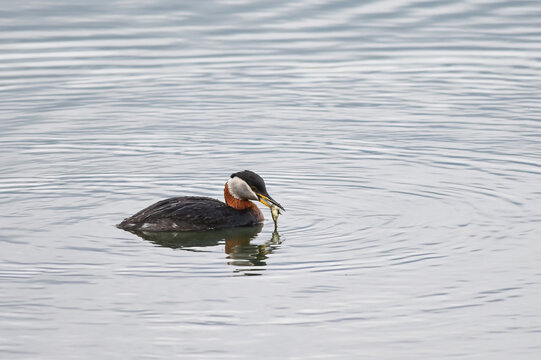 A Red-necked Grebe (Podiceps grisegena) with a freshly caught Threespine Stickleback (Gasterosteus aculeatus) on Alaska's Reflections Lake.