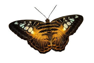 butterfly on a white background