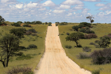 Open, dirt road in the Kgalagadi, South Africa