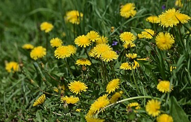 background of yellow dandelion flowers. positivity concept. vitamins. increased immunity