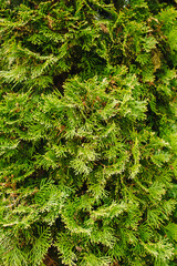 Fototapeta premium Background, texture of a green, evergreen tree, thuja bush. Photography of nature.
