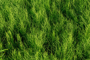 Forest horsetail in the shade of trees in summer. medicinal plant horsetail forest and field. Horsetail meadow view from above. Green grass background in eco-style - obrazy, fototapety, plakaty