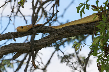 Cape Cobra in a tree in the Kgalagadi, South Africa
