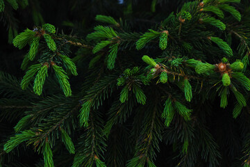 Young green shoots on branches coniferous trees.Growing pine.