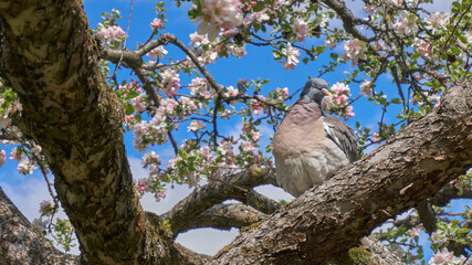 Pigeon on the tree. Blue sky. Blooming flower